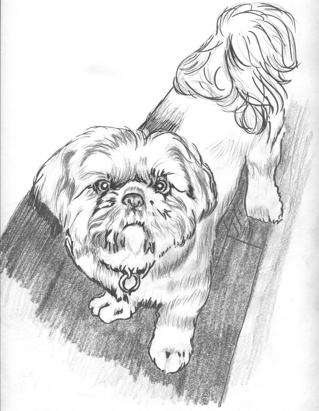 Custom Pet Portrait-Drawing from Photo